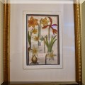 A31. Framed daffodil botanical print. 